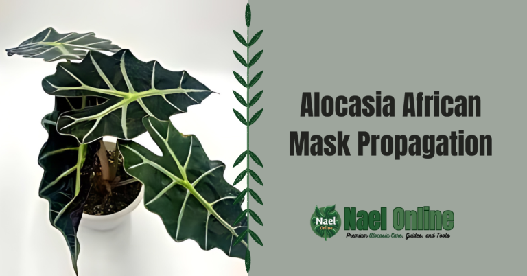Alocasia African Mask Propagation