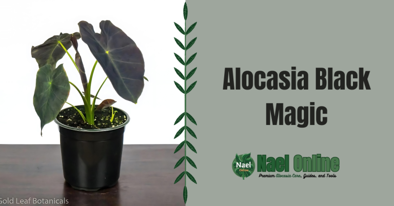 Alocasia Black Magic