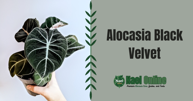 Alocasia Black Velvet