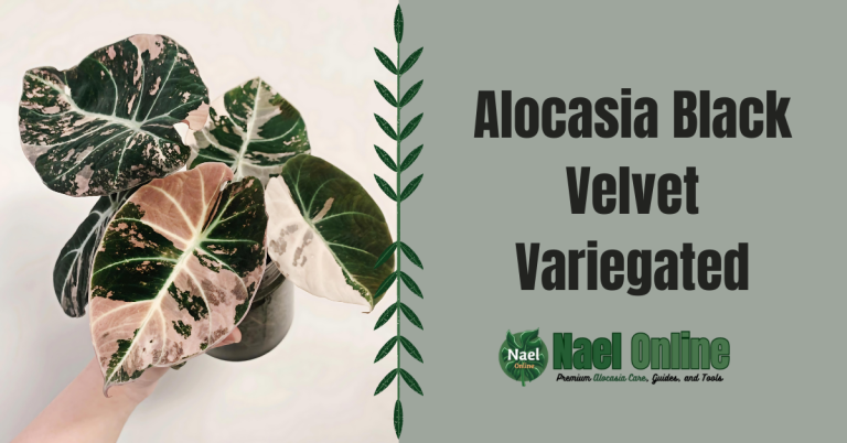 Alocasia Black Velvet Variegated