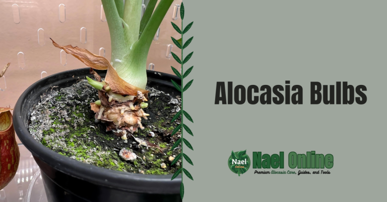 Alocasia Bulbs