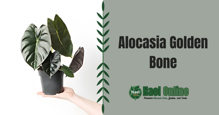 Alocasia Golden Bone