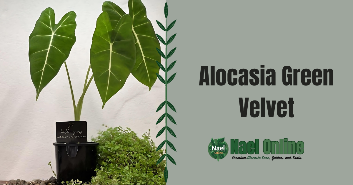 Alocasia Green Velvet