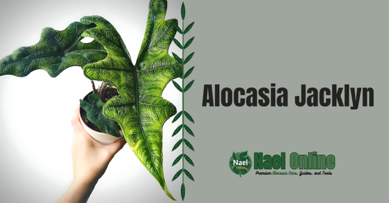 Alocasia Jacklyn Care Guide: Tips for Thriving, Healthy Growth