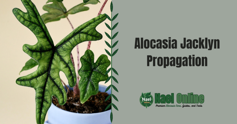 Alocasia Jacklyn Propagation