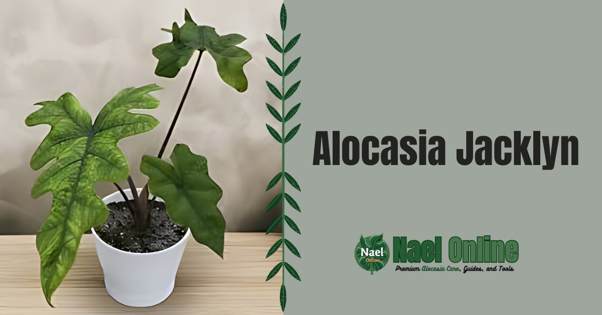 Alocasia Jacklyn