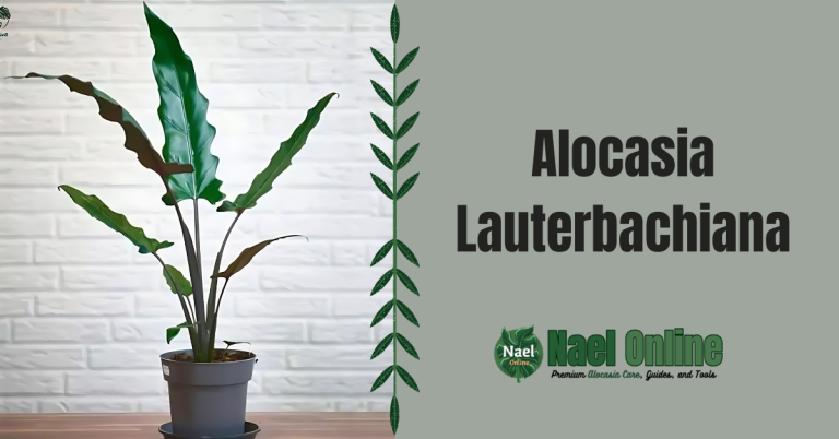 Alocasia Lauterbachiana