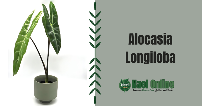 Alocasia Longiloba