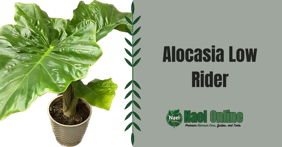 Alocasia Low Rider