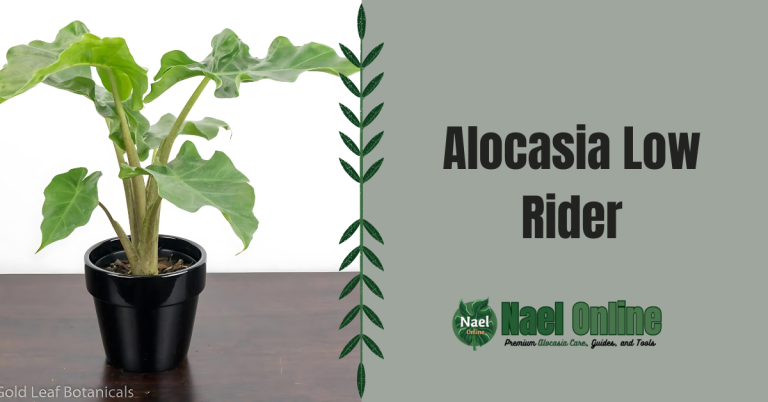 Alocasia Low Rider