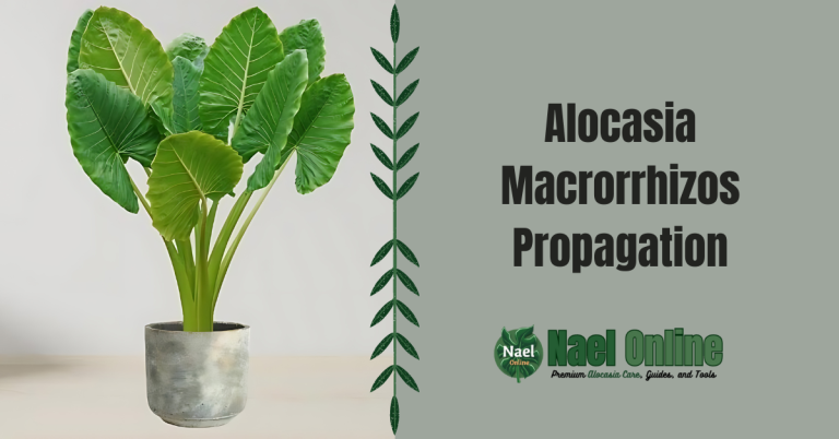 Alocasia Macrorrhizos Propagation