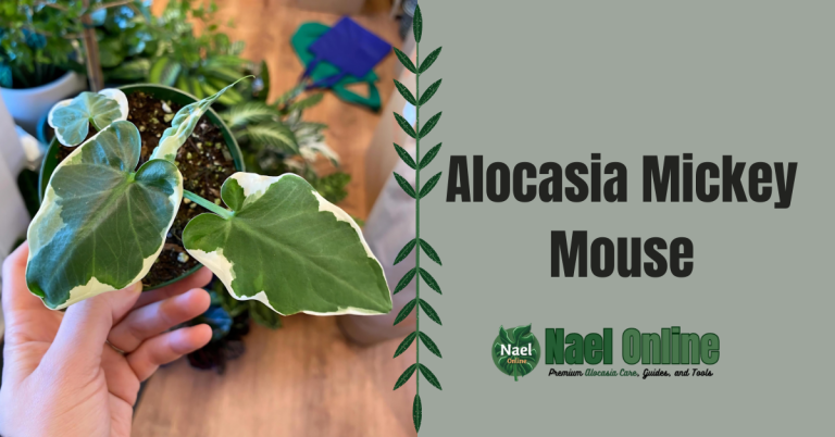 Alocasia Mickey Mouse