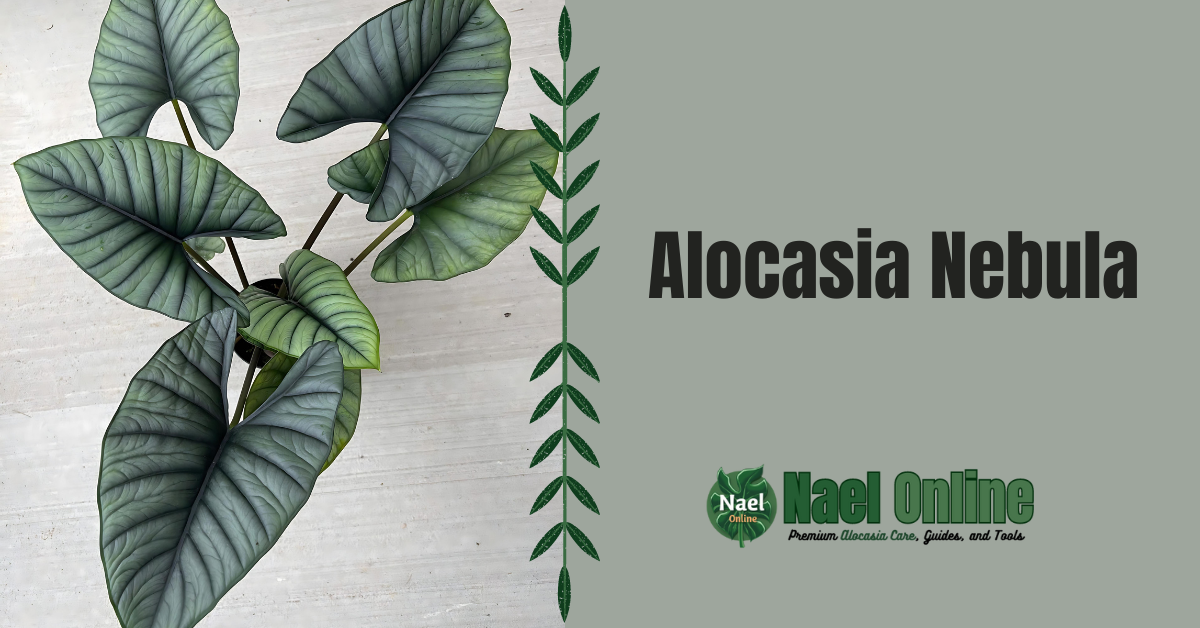 Alocasia Nebula