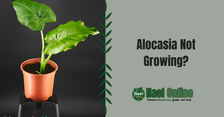 Alocasia not growing