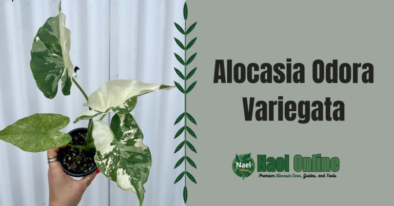 Alocasia Odora Variegata