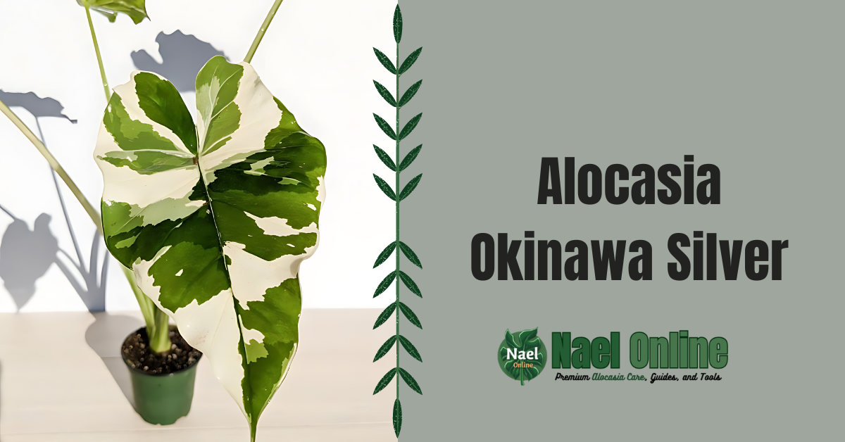 Alocasia Okinawa Silver