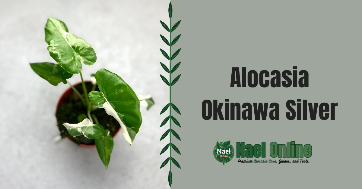 Alocasia Okinawa Silver