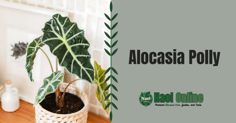 Alocasia Polly