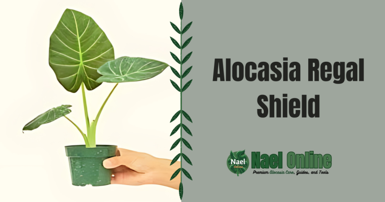 Alocasia Regal Shield
