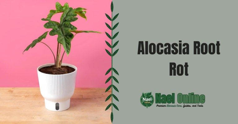 Alocasia Root Rot