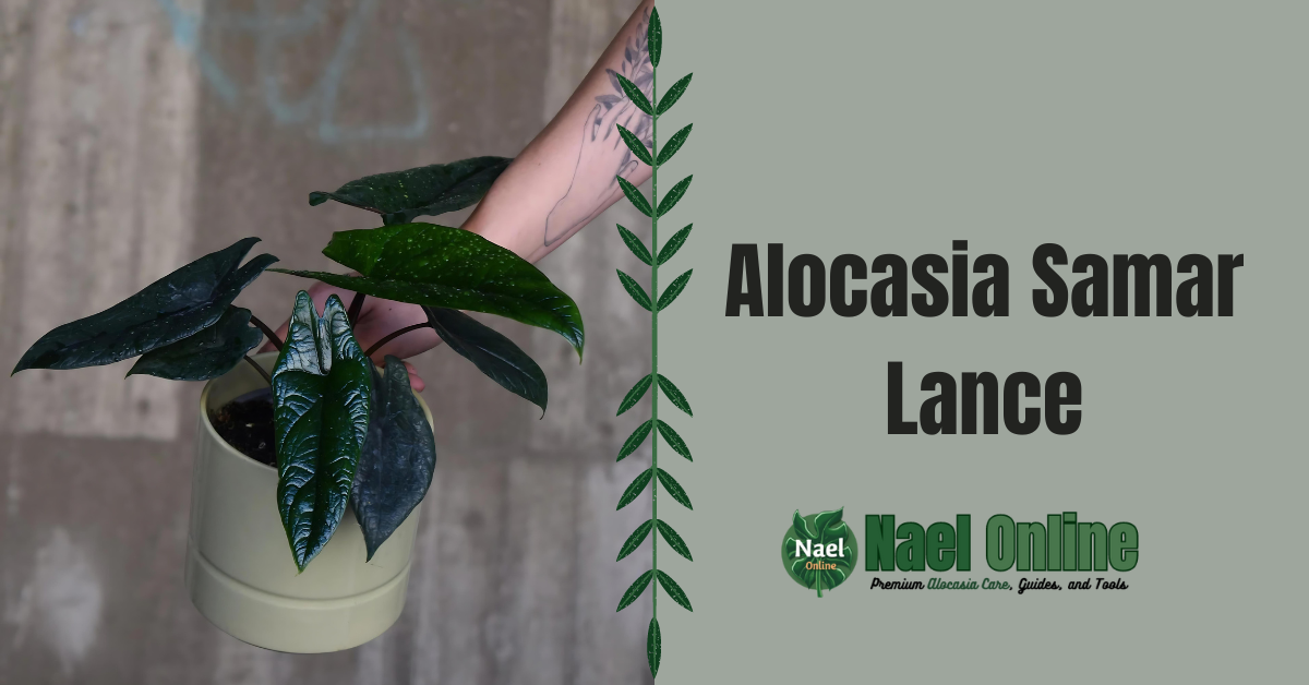 Alocasia Samar Lance