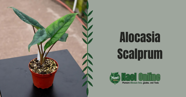 Alocasia Scalprum
