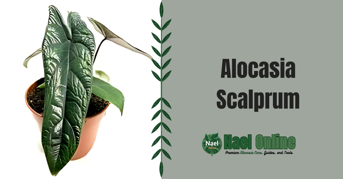 Alocasia Scalprum