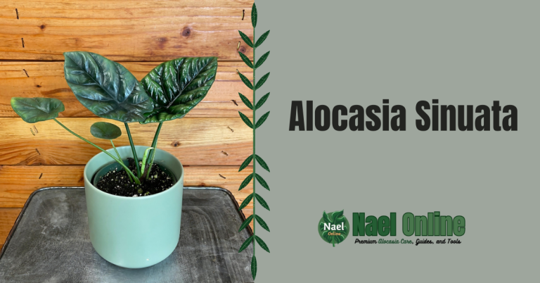 Alocasia Sinuata
