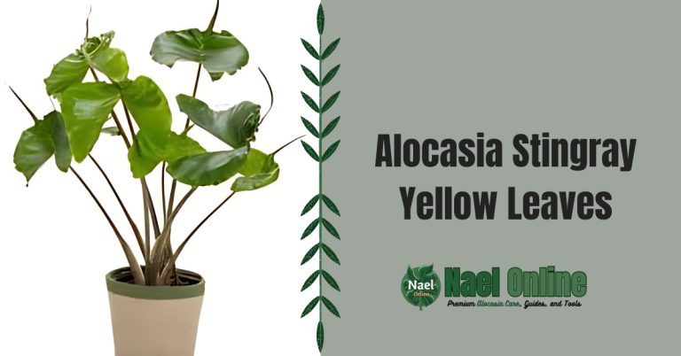 Alocasia Stingray Yellow Leaves