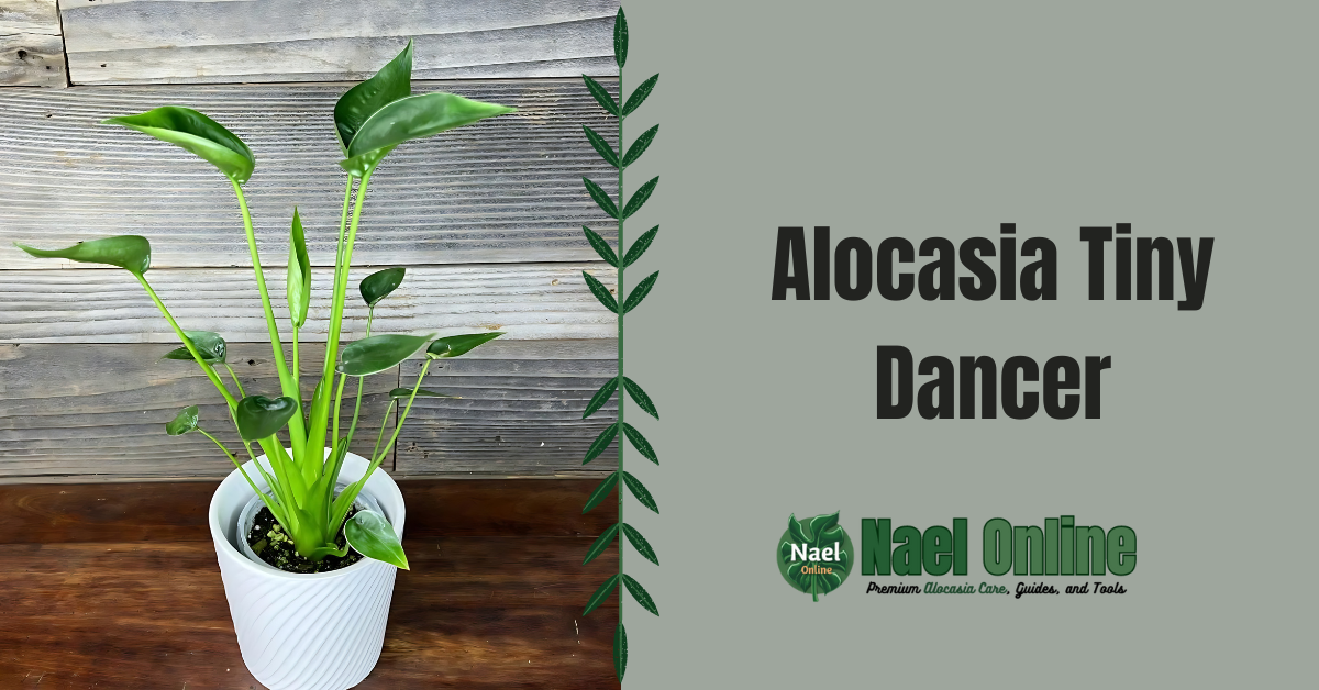 Alocasia Tiny Dancer