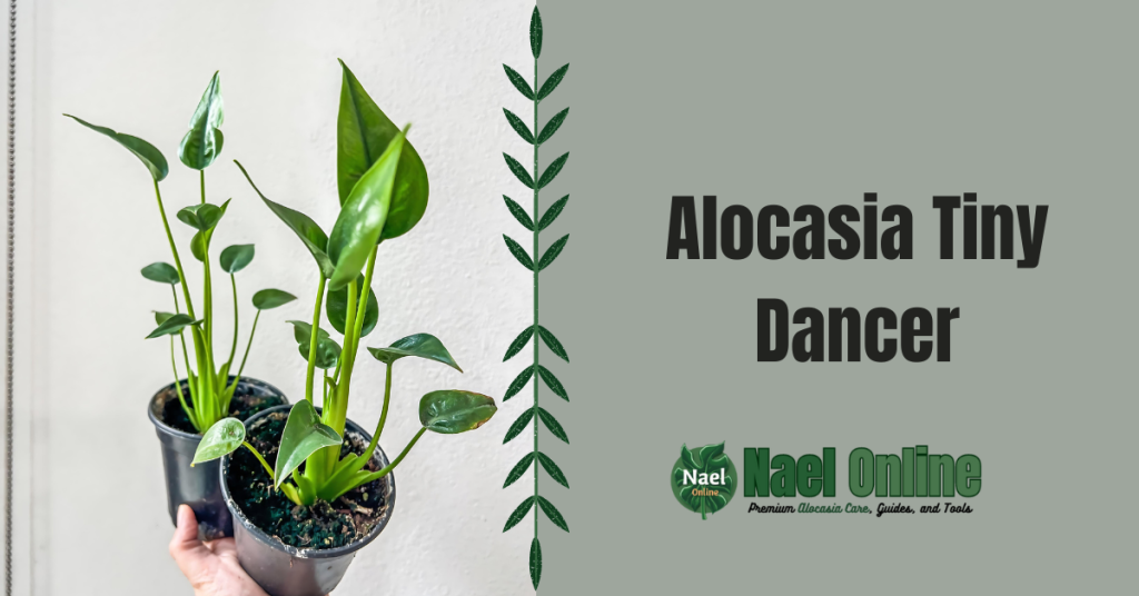 Alocasia Tiny Dancer