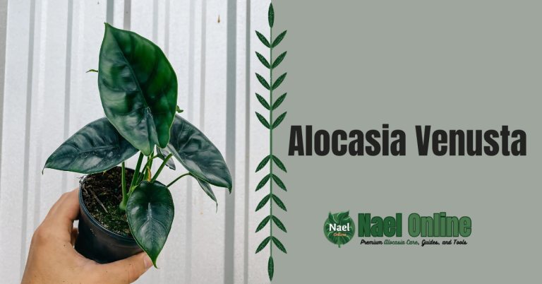 Alocasia Venusta