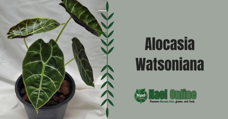 Alocasia Watsoniana
