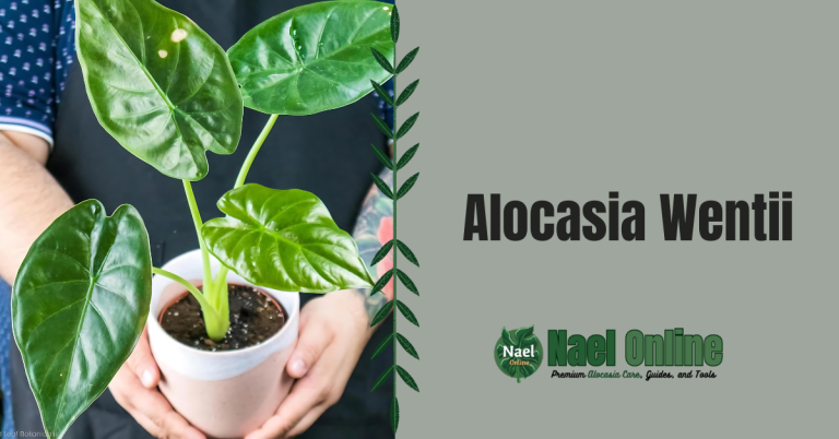 Alocasia Wentii