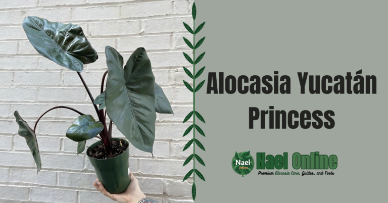 Alocasia Yucatán Princess