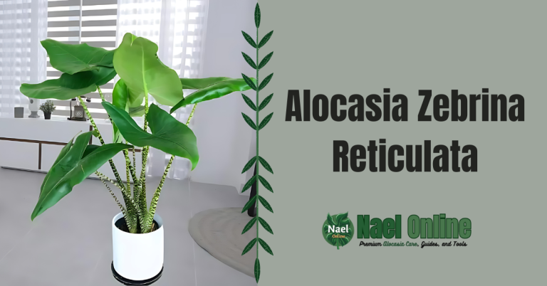 Alocasia Zebrina Reticulata