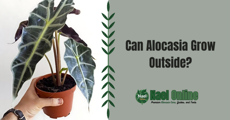 Can Alocasia Grow Outside