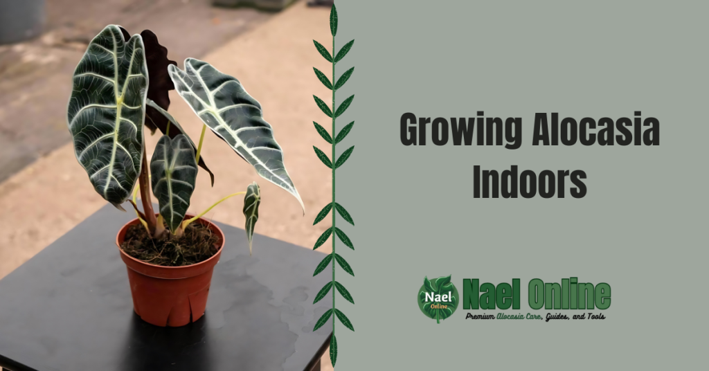 Growing Alocasia Indoors