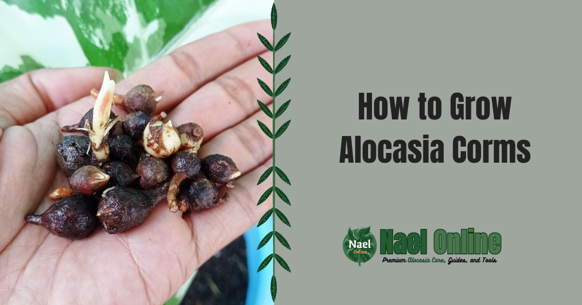 How to Grow Alocasia Corms