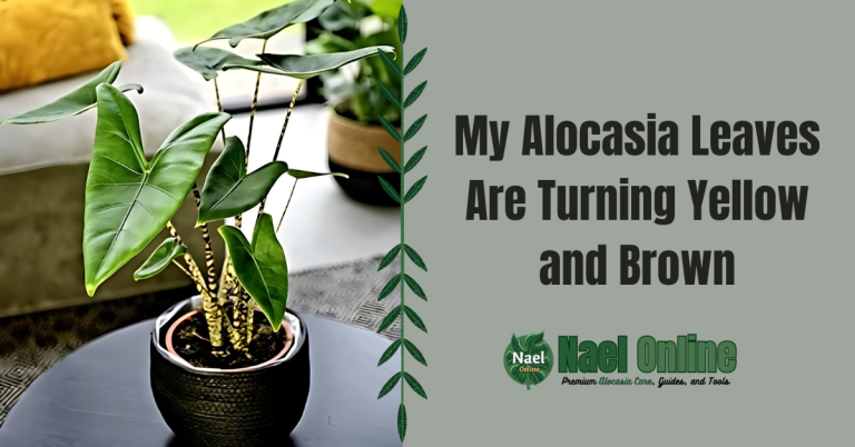 My Alocasia Leaves Are Turning Yellow and Brown