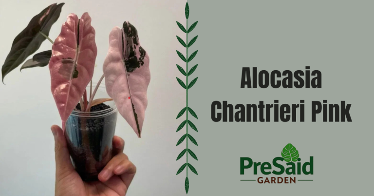 Alocasia chantrieri pink