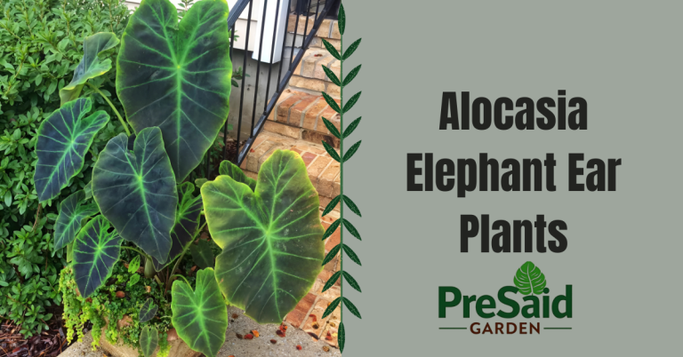 Alocasia Elephant Ear Plants