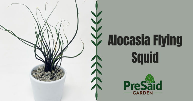 Alocasia Flying Squid