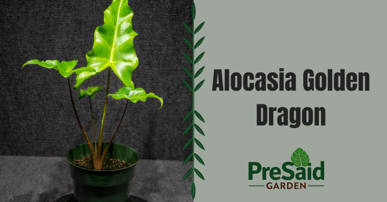 Alocasia Golden Dragon