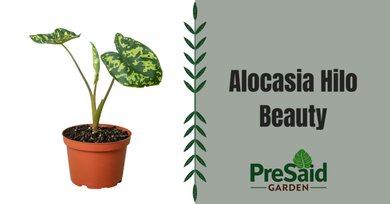 Alocasia Hilo Beauty