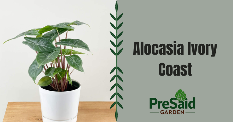 Alocasia Ivory Coast