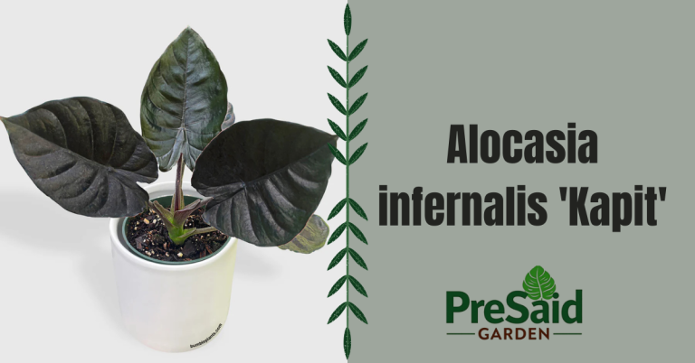 Alocasia Infernalis Kapit
