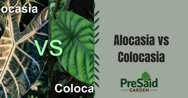 Alocasia vs Colocasia