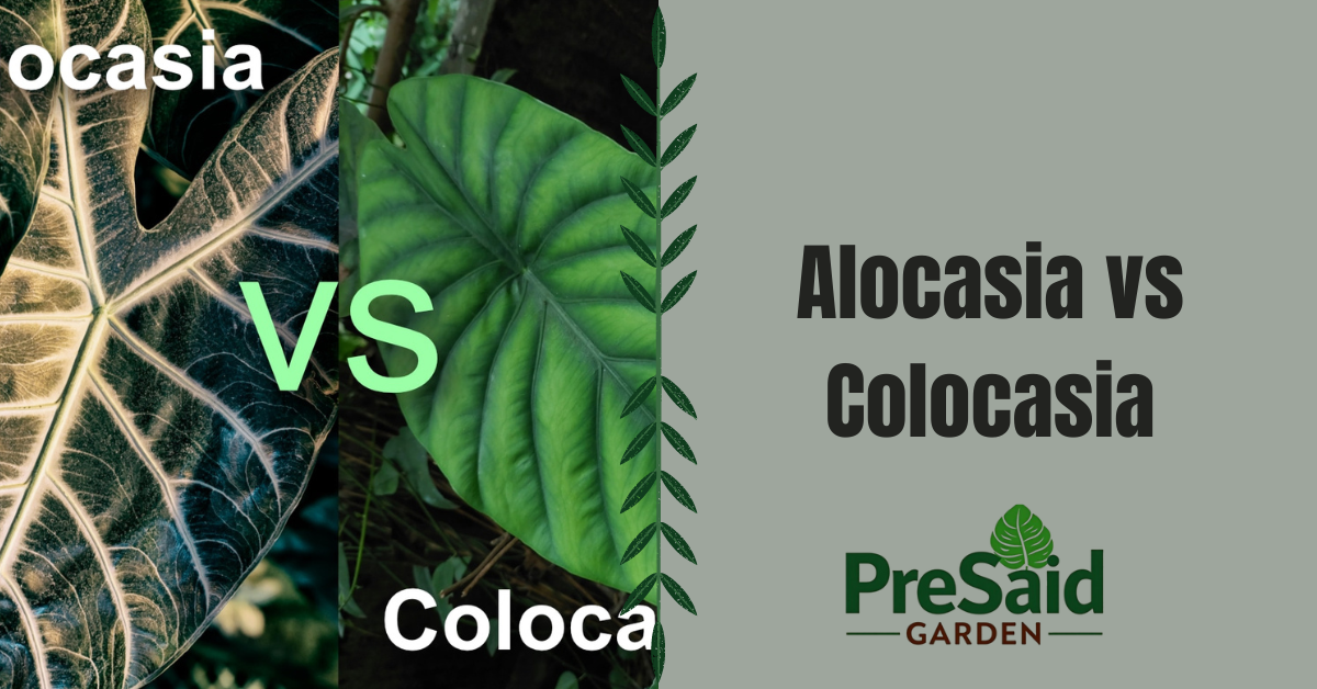 Alocasia vs Colocasia