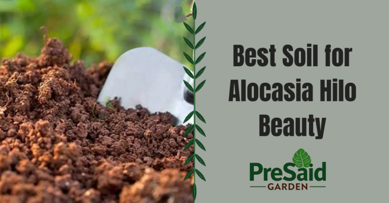 Best Soil for Alocasia Hilo Beauty
